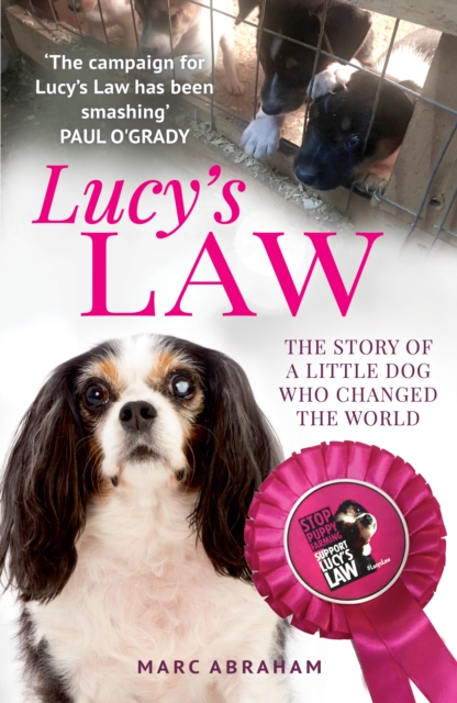 Lucy's Law : The story of a little dog who changed the world